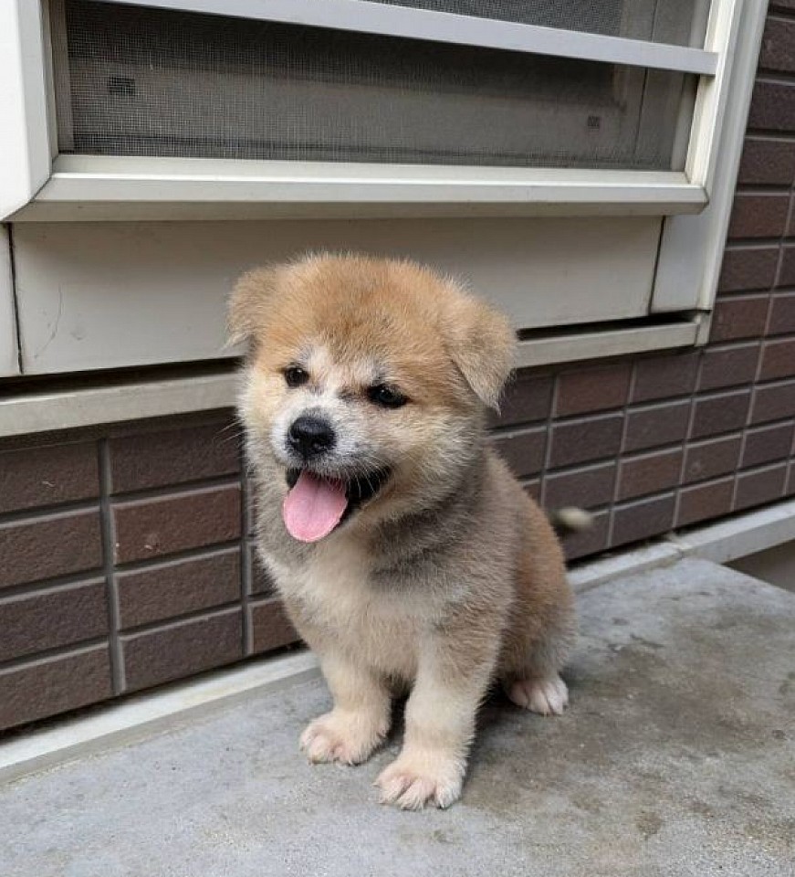 子犬情報