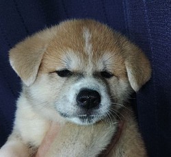 秋田犬子犬