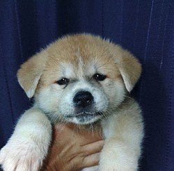 秋田犬子犬