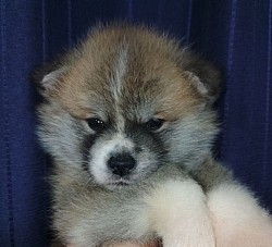 秋田犬子犬