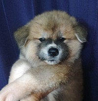 秋田犬
